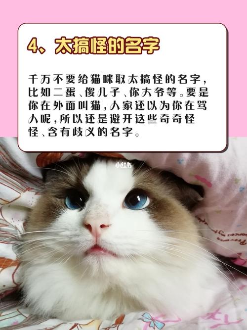 猫起名可爱名字大全男（猫咪取名字特别一点的男的）