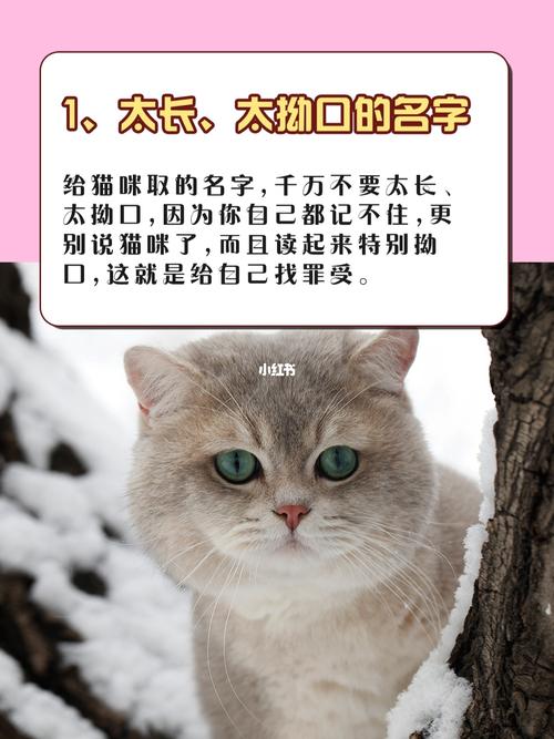 猫起名可爱名字大全男（猫咪取名字特别一点的男的）