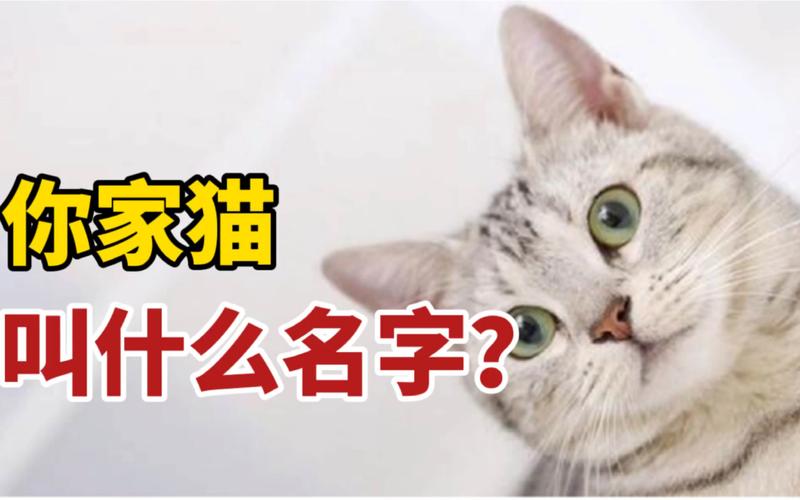 猫起名可爱名字大全男（猫咪取名字特别一点的男的）