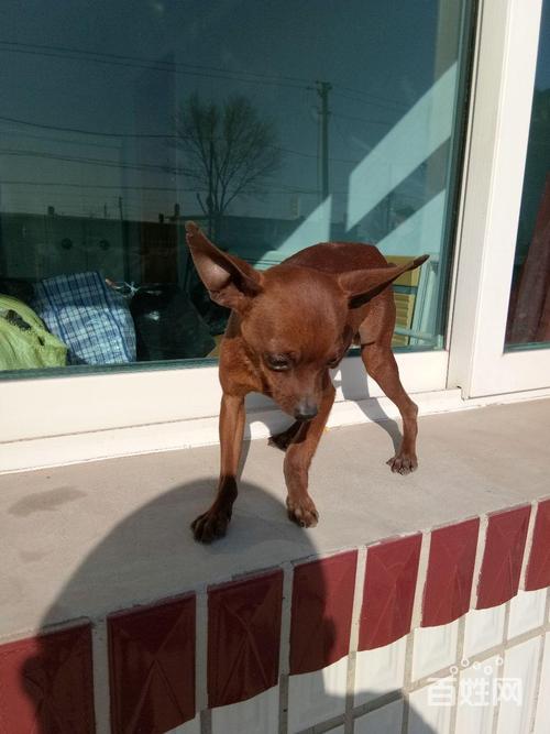 鹿娃犬起名字大全（鹿娃犬起名字大全男孩）