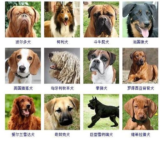 欧美小狗起名字大全（欧美狗狗名字）