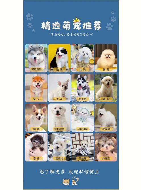香港公司起名字宠物怎么取（香港公司起名字宠物怎么取名好听）