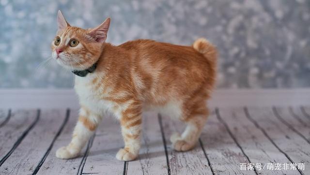 短尾猫起名字大全（短尾宠物猫）