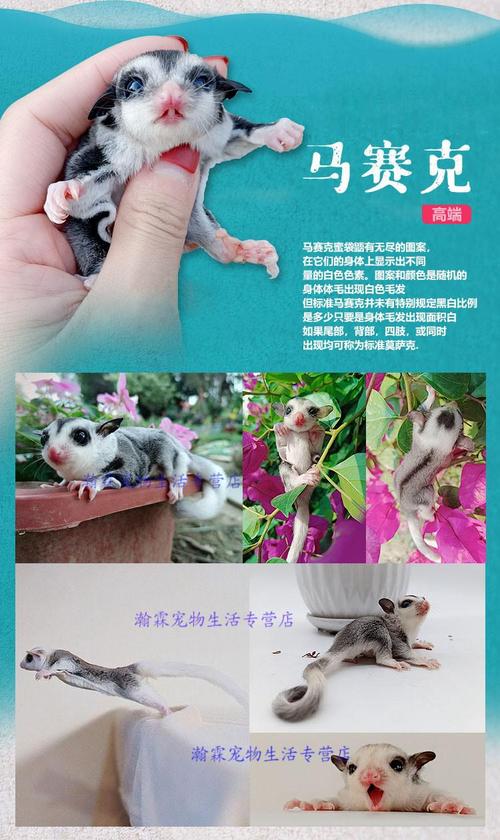 密袋鼠起名字宝宝文案（密袋鼠叫名字好）