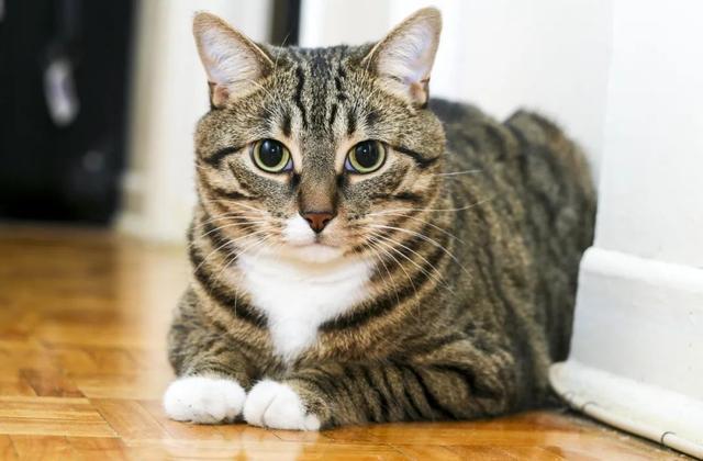 起名鬼才猫咪名字大全（猫名字旺财）