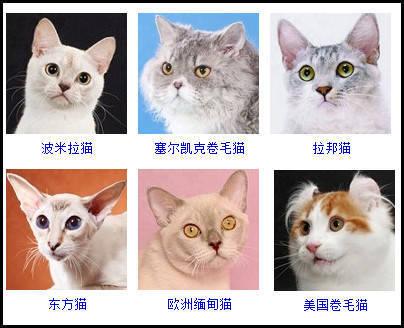 起名鬼才猫咪名字大全（猫名字旺财）