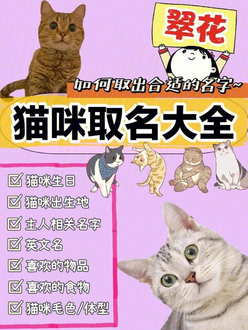 起名鬼才猫咪名字大全（猫名字旺财）