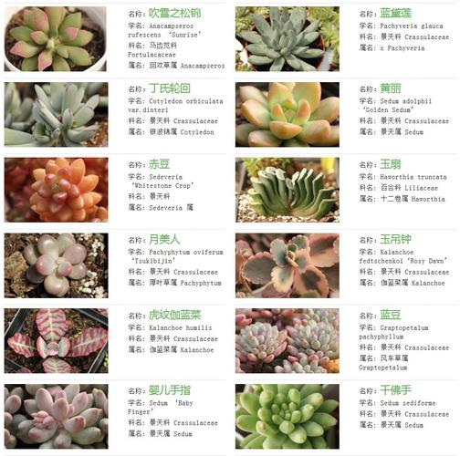 植物取名店铺起名字大全（植物取名店铺起名字大全集）