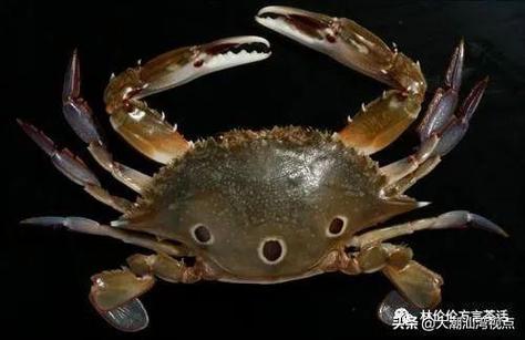 潮汕动物起名字大全（潮汕方言动物）