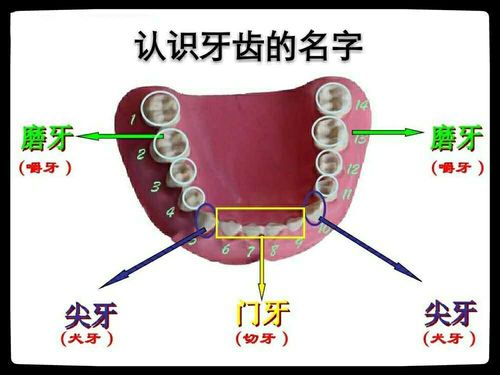 用牙齿起名字大全（用牙齿起名字大全女）
