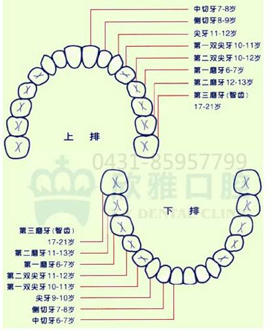 用牙齿起名字大全（用牙齿起名字大全女）