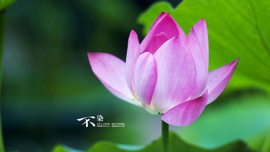 荷花照片起名字大全（荷花照片配文字经典句子）