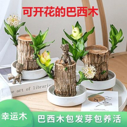 做花卉盆栽店铺起名字大全（花盆店起什么名字）