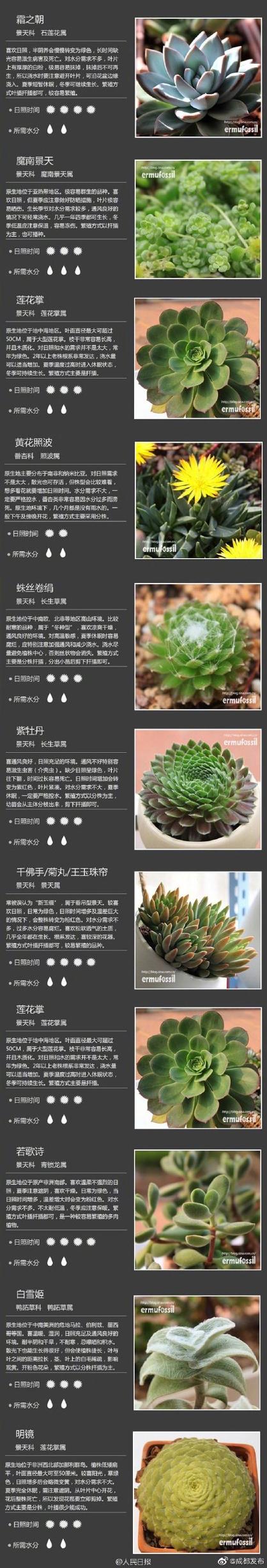 多肉园艺公司起名字大全集（多肉公司名称）