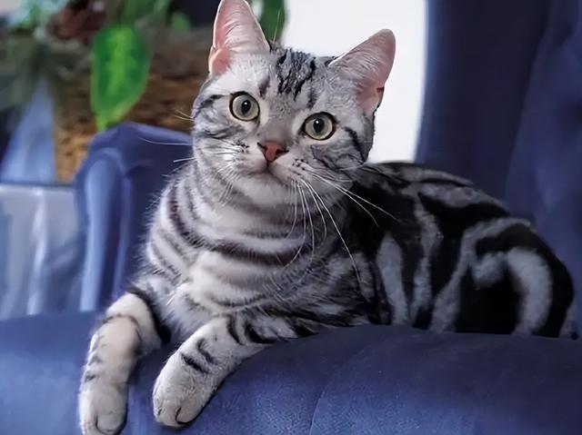 调皮猫咪起名字大全（调皮猫咪起名字大全男）