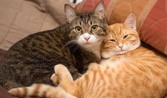 调皮猫咪起名字大全（调皮猫咪起名字大全男）