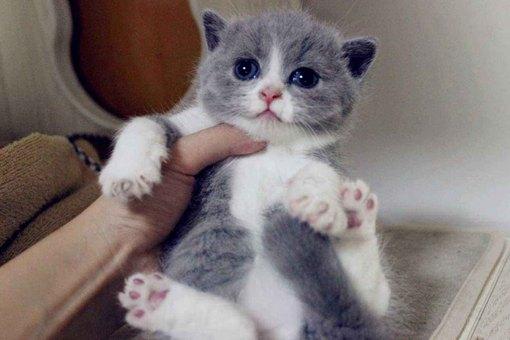 调皮猫咪起名字大全（调皮猫咪起名字大全男）