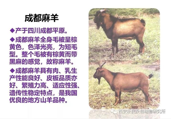 河南羊起名字大全（河南的羊品种）