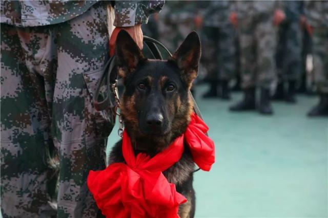 军犬霸气名字大全（军犬好听的名字）
