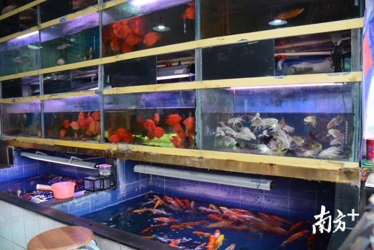 卖金鱼的店铺起名大全（卖金鱼的店叫什么名字）