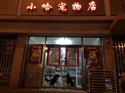 天津起名字宠物公司有哪些（天津有哪些不错的宠物店）