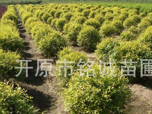 绿化苗圃起名字大全（绿化苗木起什么名字好）