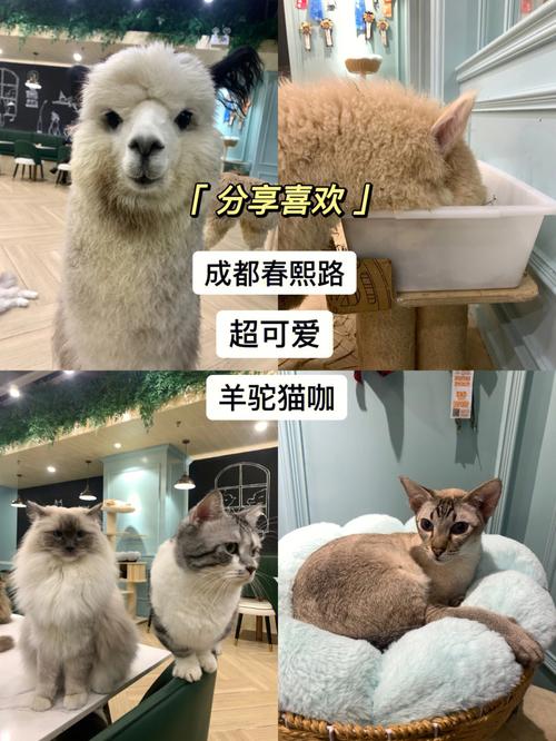 羊驼店铺起名大全四个字（给宠物羊驼取个名字）