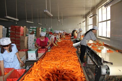 胡萝卜加工储存公司起名字（胡萝卜深加工龙头企业）