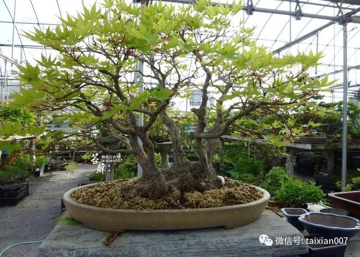 盆景公司取名字大全（盆景取名字大全集）