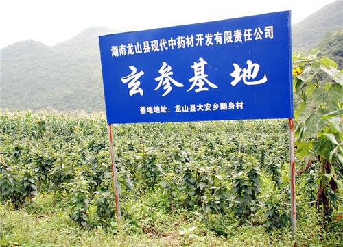 新开中药公司起名字（适合中药材公司的名字）