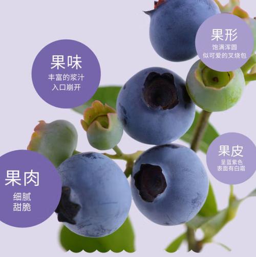 蓝莓葡萄店铺起名大全（卖蓝莓的网店名）