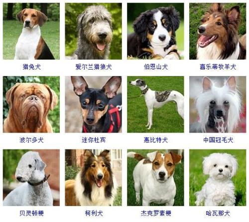 动物起名高冷的名字大全（动物名字冷门）