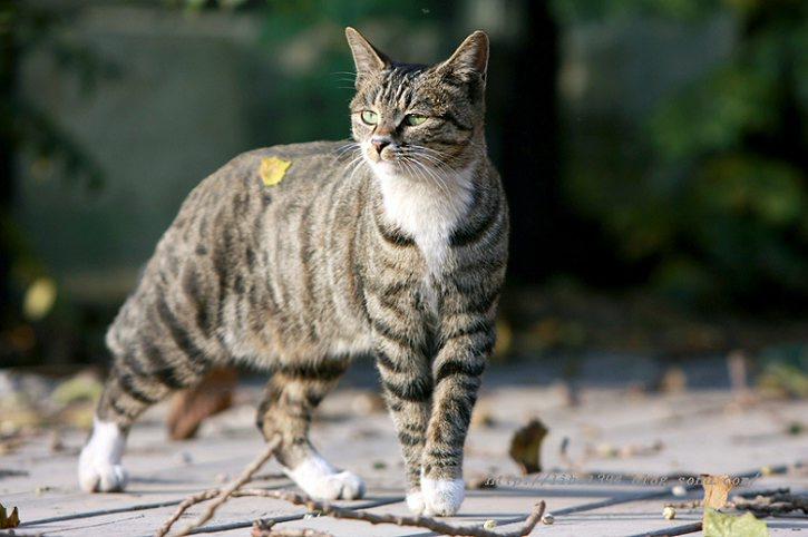 大花猫起名字大全（花猫起什么名字）