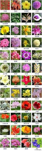 公司花名起名字大全男（公司花名起名字大全男）