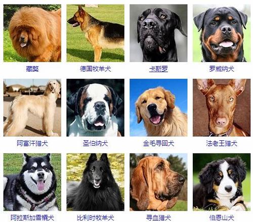 狗狗起名字大全带涵（狗狗起名字大全带涵字）