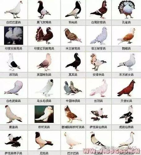 鸽子俱乐部起名字大全（鸽子俱乐部是怎么回事）