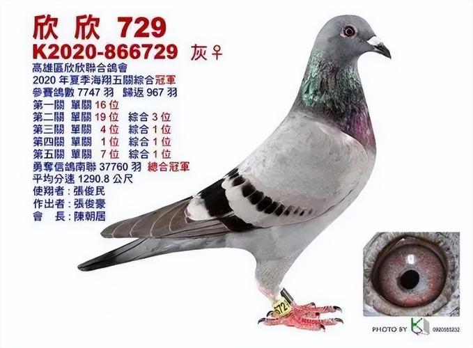 鸽子俱乐部起名字大全（鸽子俱乐部是怎么回事）