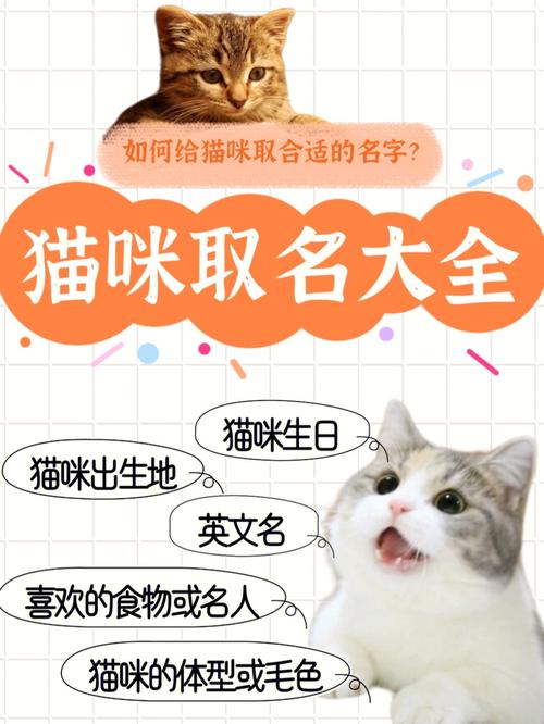 猫咪起名字大全女孩（猫咪取什么名字好听女）