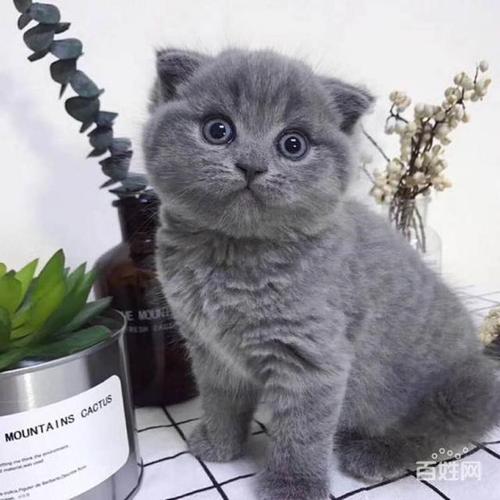 蓝猫的名字大全（蓝猫的名字大全可爱）
