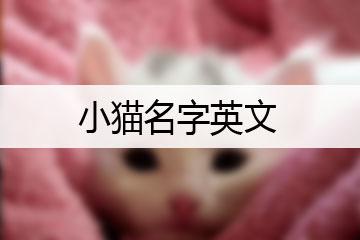 小猫宝宝起名字大全（小猫取名洋气）