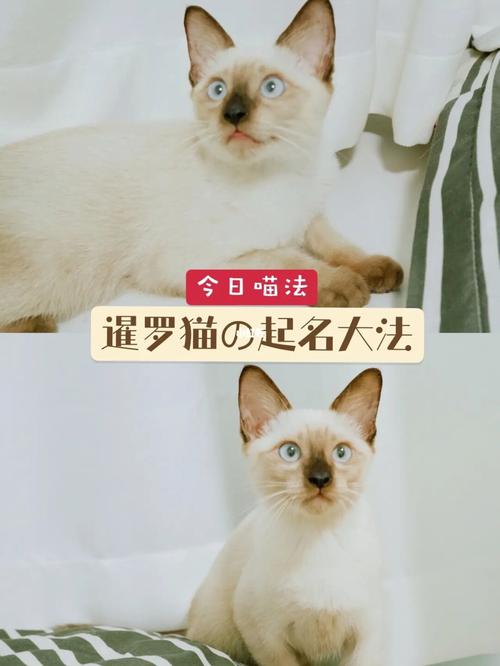 暹罗起名吉利名字大全（暹罗起名吉利名字大全男）