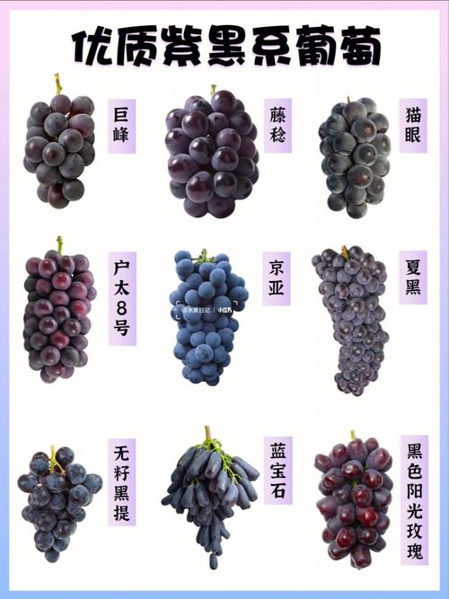 葡萄品种大全名字（葡萄品种大全名字高什么）