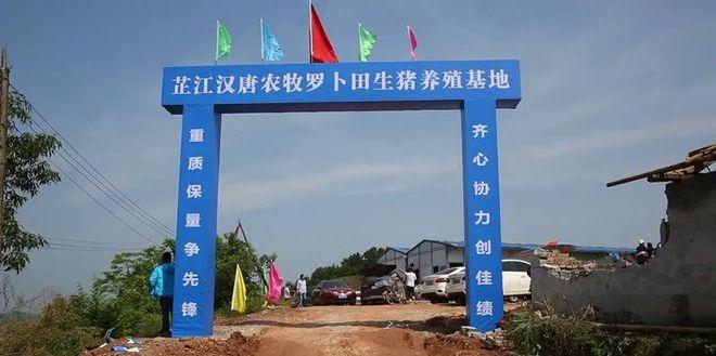 种猪养殖服务公司起名字（养猪的公司名）