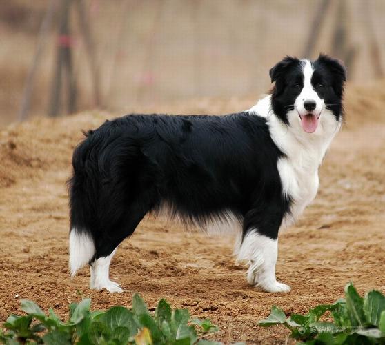 边牧犬起名字大全（边牧取个名字大全）