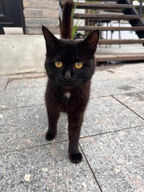 黑猫起名字大全集（黑猫起名字大全集女孩）