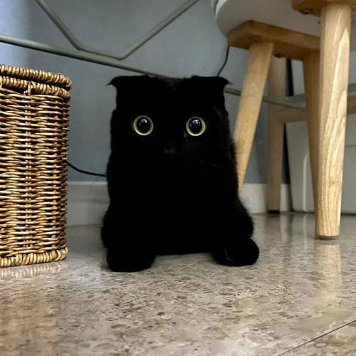 黑猫起名字大全集（黑猫起名字大全集女孩）