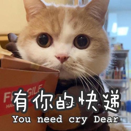 快递公司起名字猫咪可以吗（给快递公司取名）