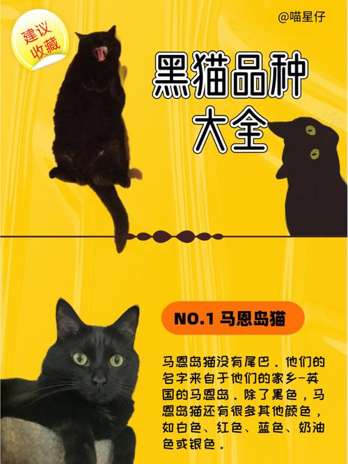 霸气黑猫起名字大全（黑猫名字大全洋气）
