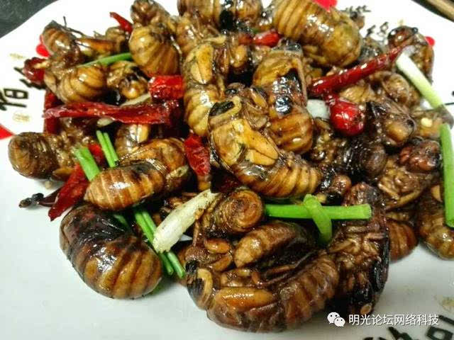 金蝉怎么起名字大全（金蝉叫啥）