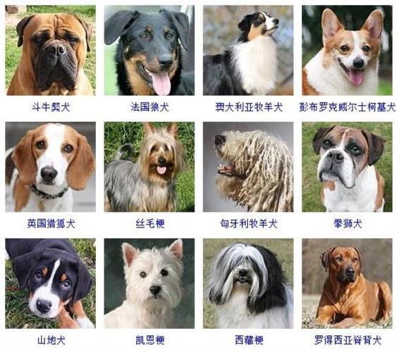 狗起名字大全金贵（狗的起名大全）